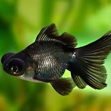 Shadow – Black Moor Goldfish