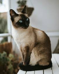 Luna – Siamese Cat