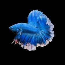 Sky – Betta Fish (Male)