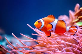 Nemo – Clownfish