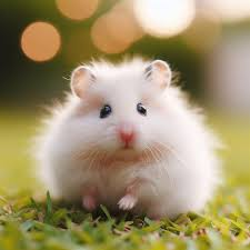 Hamster