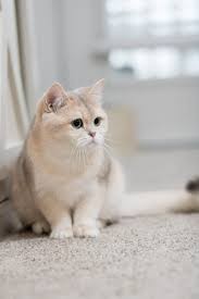 Chloe – British Shorthair