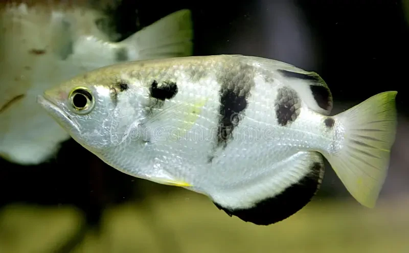 Archerfish