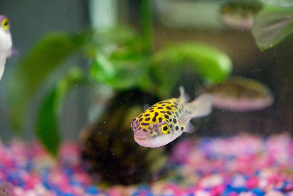 Pufferfish