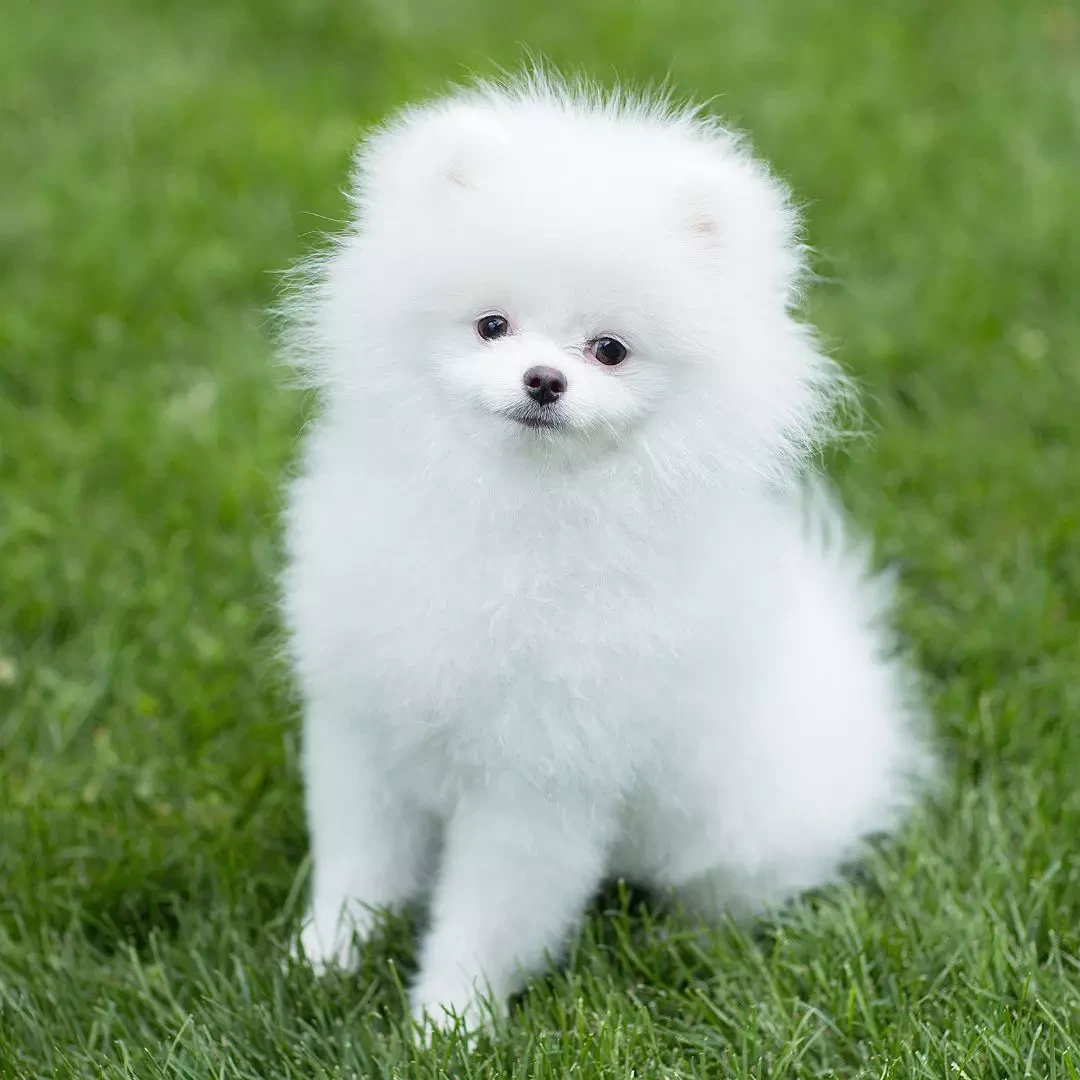Pomeranian