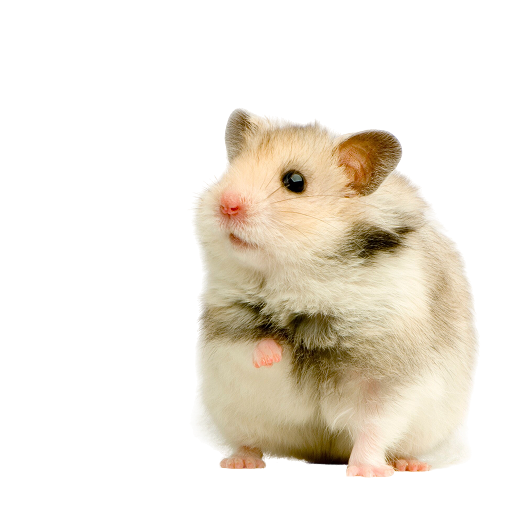 Hamster