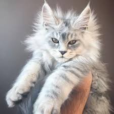 Simba – Maine Coon